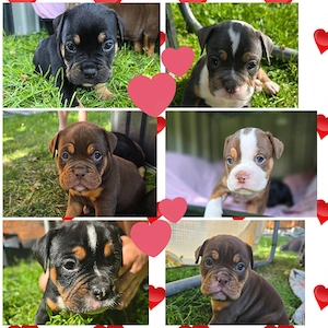 old english bulldog welpen 