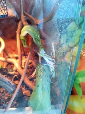 Hierodula Papua mit Terrarium
