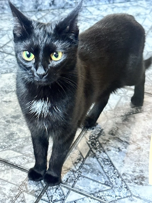 Zu verschenken !! Schöne 1-jährige schwarze Katze sucht ein liebevolles Zuhause