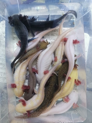 Axolotl zu verschenken