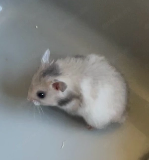 Goldhamster Teddyhamster