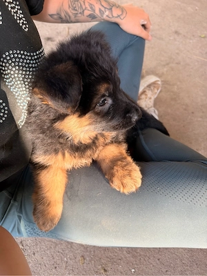 Altdeutsche Schäferhund welpen