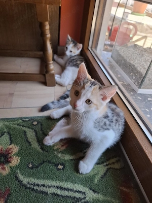 Dringend neues Zuhause für Babykatzen gesucht