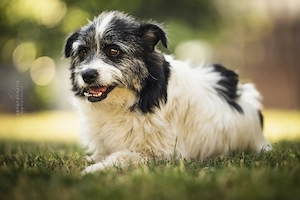 Lana, eine liebevolle Terrier-Mix-Hündin 