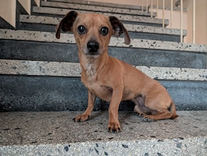 Dackel sucht neues Zuhause 