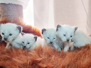 Siam Heilige Birma Mix Kitten 
