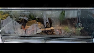 Terrarium mit Achatschnecken