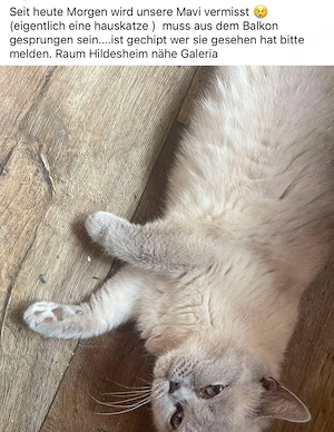 Katze entlaufen 
