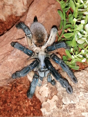 0.3 Monocentropus balfouri    3 Balfouri Weibchen