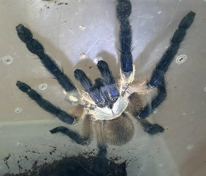 0.2 Monocentropus balfouri weibchen   Blauen Jemen-Vogelspinne