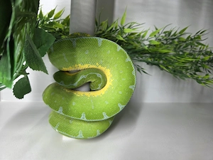 Baumpython Morelia viridis Jayapura 