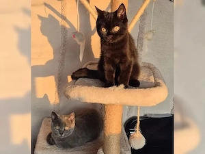 Hallo liebe Katzenfreunde,