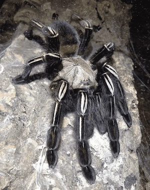 Skelettvogelspinne (E. Murinus) 0.1