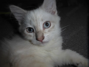 Neva Masquarade Kitten mit Stammbaum