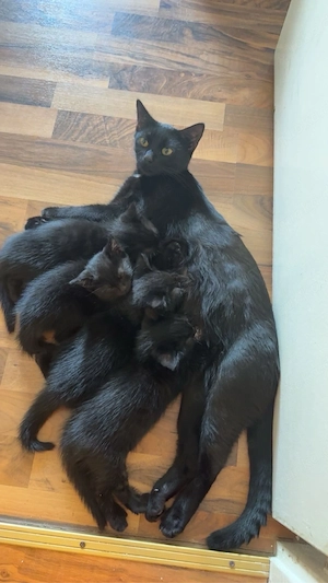 4 kitten und 2 katzen abzugeben