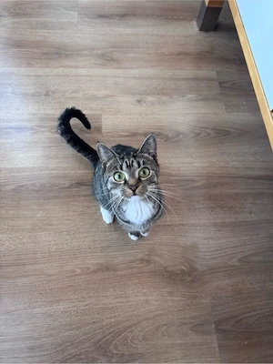 Katze Siam-mix