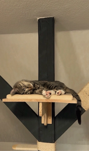 Siam mix katze abzugeben