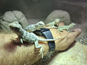 4.4 Nachzuchten von Halsbandleguan (Crotaphytus collaris collaris) abzugeben