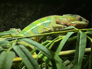 Pantherchamäleon Furcifer pardalis 1.0 Männchen