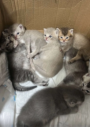 Süße Siam-Babykatzen suchen ein liebevolles Zuhause   