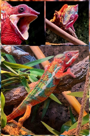 Pantherchamäleon Furcifer pardalis 1.0 Männchen