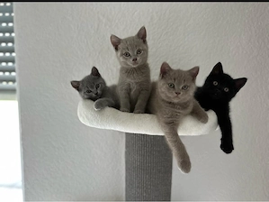 Wunderschöne BKH   Britisch Kurzhaar Kitten aus edler Abstammung