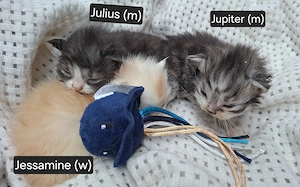 Wunderschöne Perser-Maine Coon-Edelmix Kitten N N Verpaarung geimpft gechipt