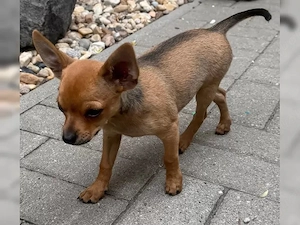 Winzige Chihuahua-Welpen, liebevoll aufgezogen