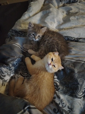 Unsere Zucker süßen Katzen Babys 