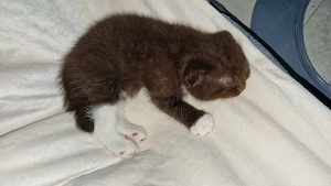 perfekter zimtfarbener bkh kater