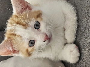 Katzenbaby   kitten