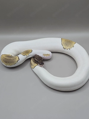 Königspython 0.1 Mojave Pied het Axanthic 