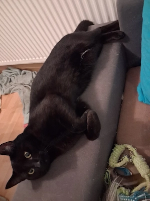 kater 2jahre