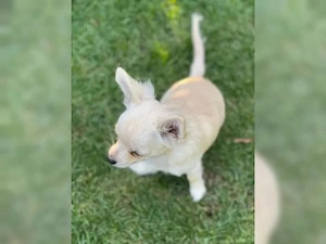 Süße und verspielte Chihuahua-Welpen suchen ein neues Zuhause