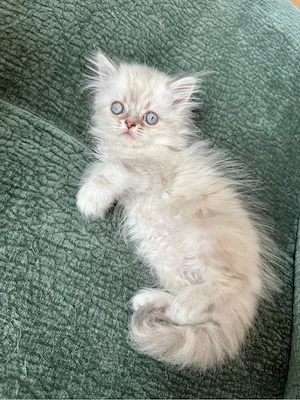 schöne perserkitten abzugeben   
