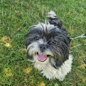 Angie, 5 Jahre, 28 cm, lieb