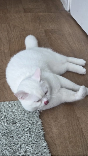 lieber voller Kater zum Verkauf