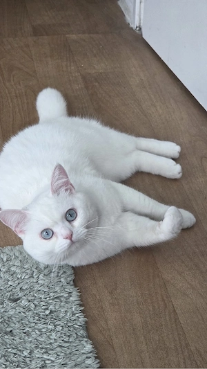 liebevoller Kater steht zum Verkauf  