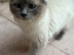 Heilige Birma Katzen Damen 2 Geschwister reinrassig 