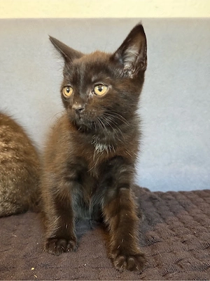 bkh mix kitten Bild 4