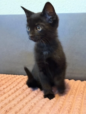 bkh mix kitten Bild 2
