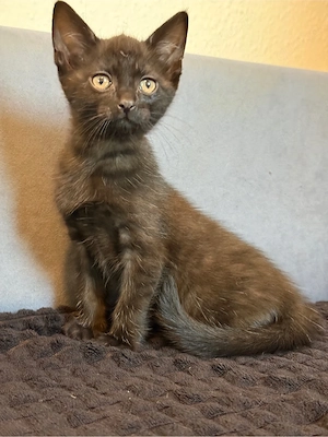 bkh mix kitten Bild 3