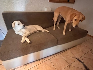 Hundecouch zu verschenken   nur an Selbstabholer