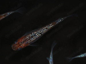 Medaka Aurora Yellow Lame "Dark Body" - Teich - Aquarium