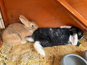 2 Zwergkaninchen weibchen und männchen mit käfig und zubehör abzugeben