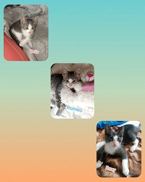 Bella, Roxy u. Romeo suchen schönes Zuhause 