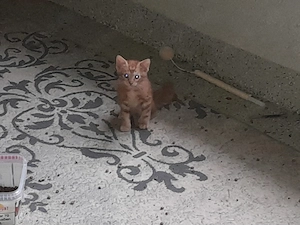 Kater Babys zu verkaufen 