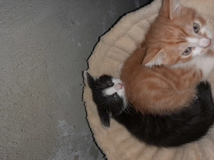 2 süsse verspielte Kater suchen noch ihr Zuhause 