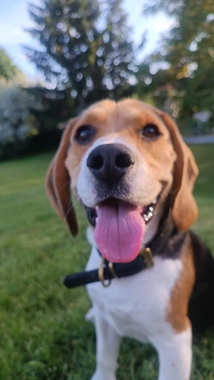 Liebevoller beagle abzugeben 