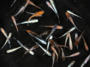 Bunter Medaka Mix - Teichmix - Reisfische für Teich und Aquarium